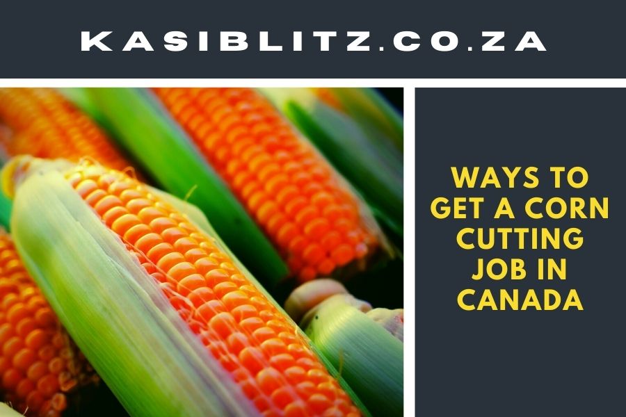 Ways To Get A Corn Cutting Job In Canada